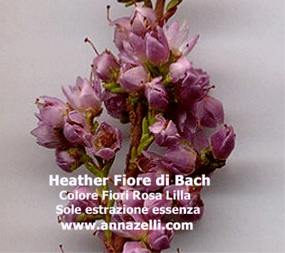 COLORE FIORI HEATHER FIORE DI BACH