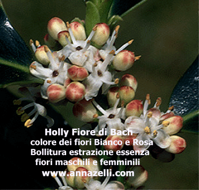 COLORE FIORI HOLLY FIORE DI BACH