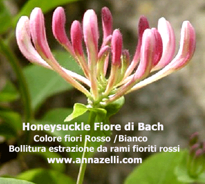 COLORE FIORI HONEYSUCKLE FIORE DI BACH