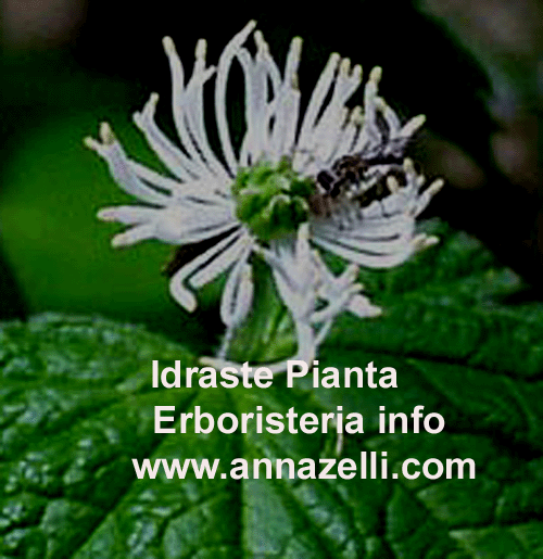 IDRASTE, PIANTA, ERBORISTERIA