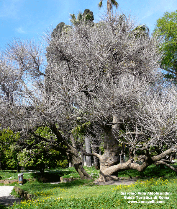 il giardino della villa aldobrandini a roma