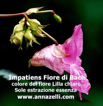 COLORE FIORI IMPATIENS FIORE DI BACH