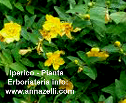 IPERICO, PIANTA, ERBORISTERIA