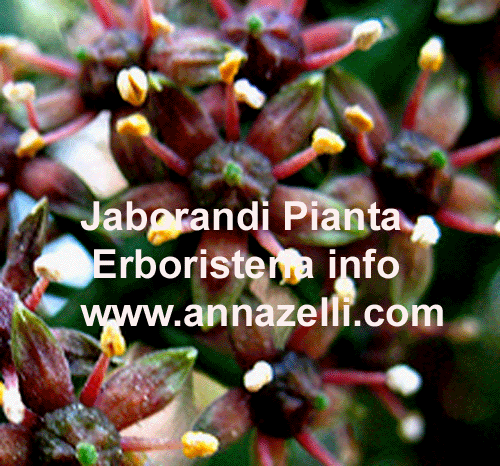 JABORANDI,PIANTA,ERBORISTERIA