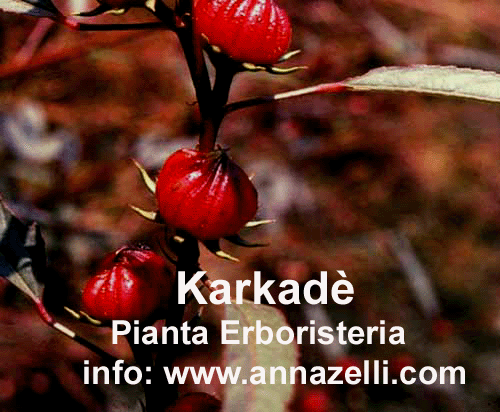 KARKADE',PIANTA, ERBORISTERIA
