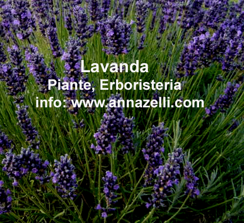 LAVANDA, PIANTE, ERBORISTERIA