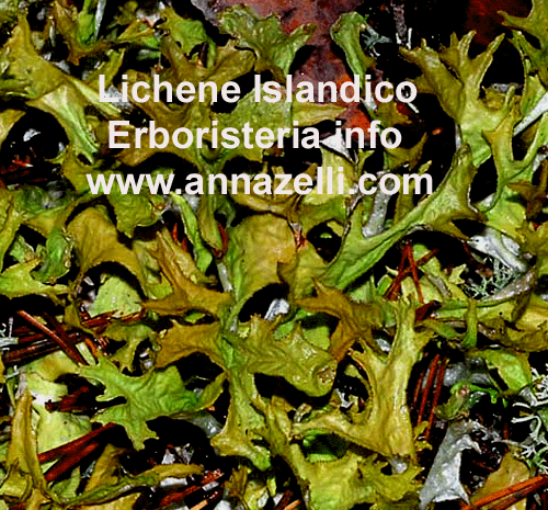 LICENE ISLANDICO, PIANTA, ERBORISTERIA