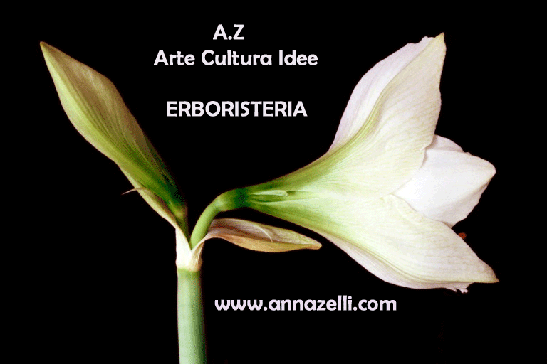 ERBORISTERIA,erboristeria,Erboristeria