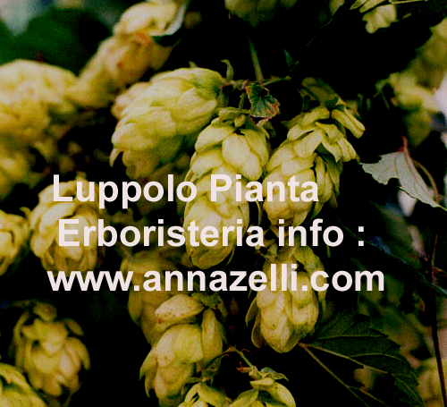 LUPPOLO, PIANTA, ERBORISTERIA