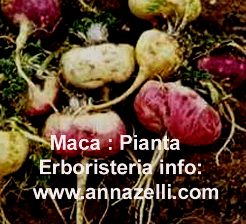 MACA, PIANTA, ERBORISTERIA