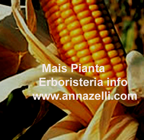 MAIS,PIANTA,ERBORISTERIA