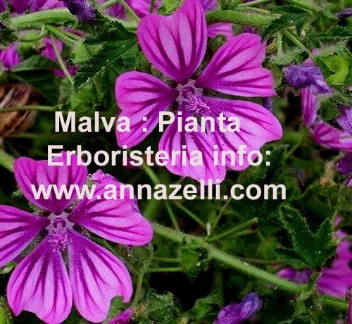 MALVA, PIANTA, ERBORISTERIA