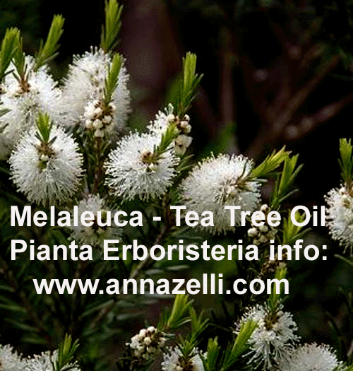 MELALEUCA, TEA TREE OIL, PIANTA, ERBORISTERIA