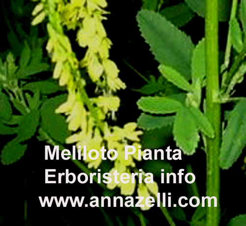 MELILOTO, PIANTA, ERBORISTERIA