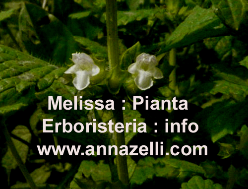 MELISSA, PIANTA, ERBORISTERIA
