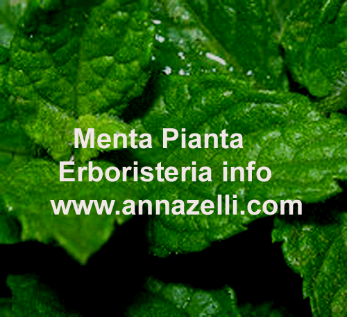 MENTA, PIANTA, ERBORISTERIA