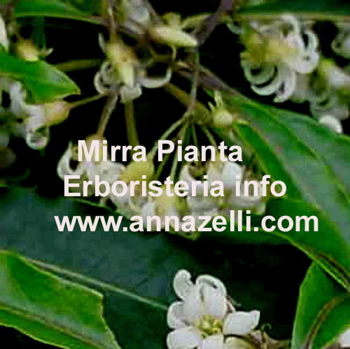 MIRRA, PIANTA, ERBORISTERIA