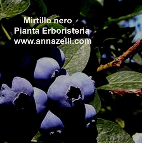 MIRTILLO NERO, PIANTA, ERBORISTERIA