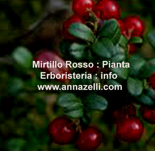 MIRTILLO ROSSO, PIANTA, ERBORISTERIA