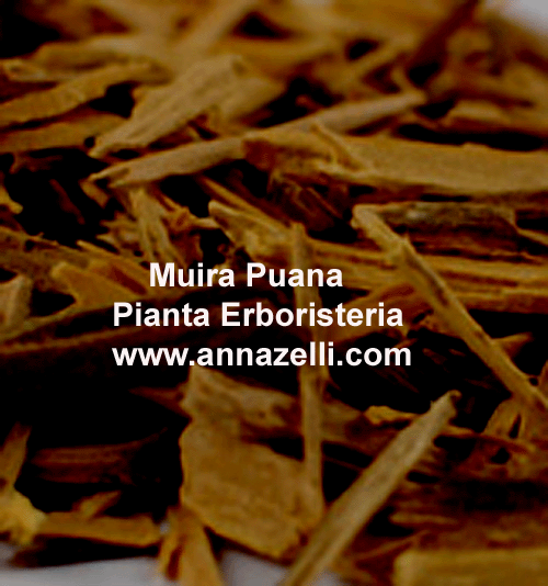 MUIRA PUAMA, PIANTA, ERBORISTERIA