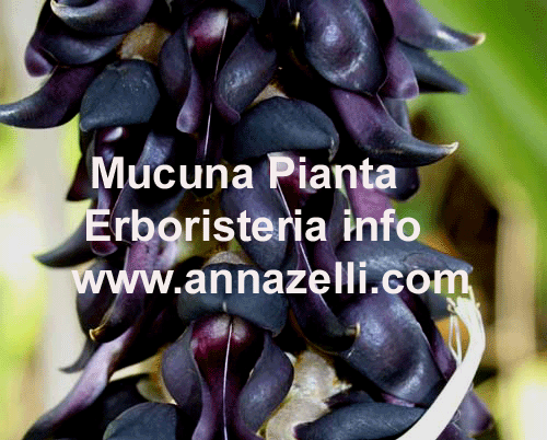 MUKUNA, PIANTE, ERBORISTERIA