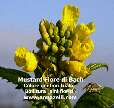 COLORE DIORI MUSTARD FIORE DI BACH