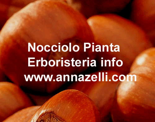 NOCCIOLO,PIANTA, ERBORISTERIA