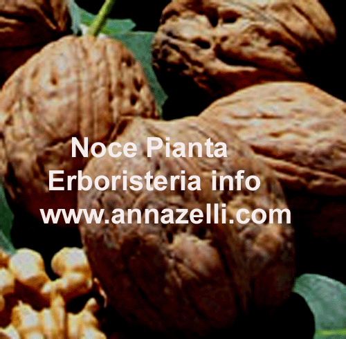 NOCE, PIANTA, ERBORISTERIA