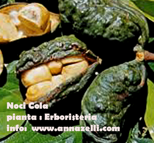 COLA NOCE, NOCI DI COLA, PIANTA, ERBORISTERIA