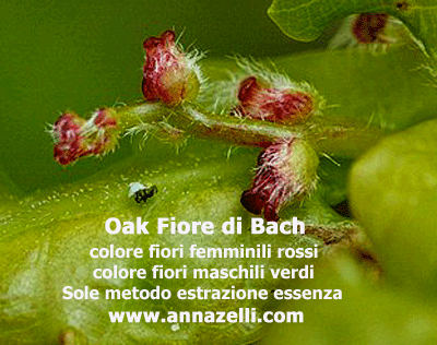 COLORE FIORI OAK FIORE DI BACH