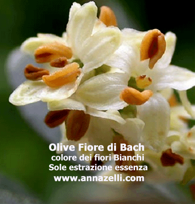 COLORE FIORI OLIVE FIORE DI BACH