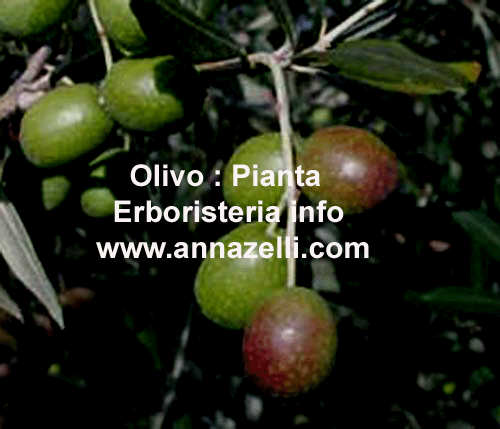 OLIVO, PIANTA, ERBORISTERIA
