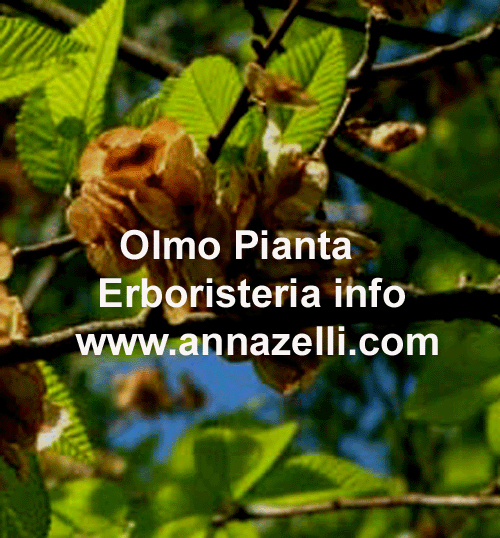 OLMO,CAMPESTRIS,PIANTA,ERBORISTERIA
