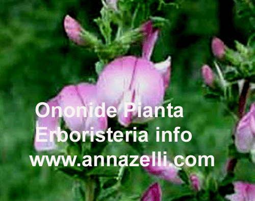ONONIDE, PIANTA, ERBORISTERIA