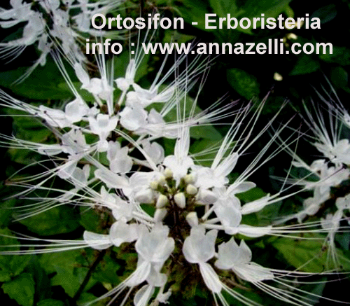 ORTOSIFON, PIANTA, ERBORISTERIA