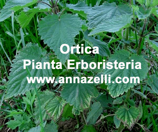 ortica