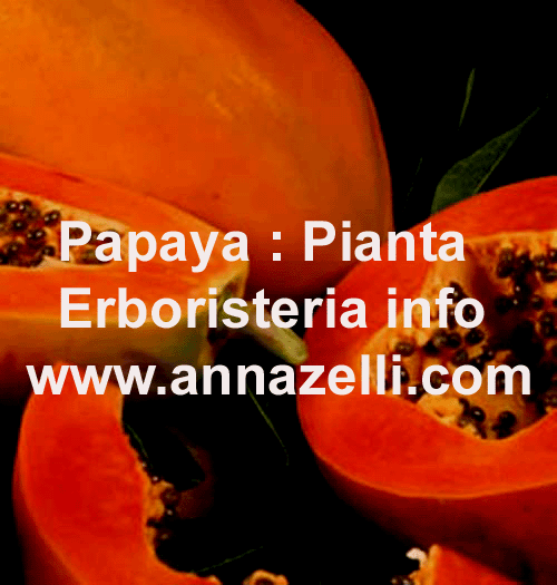 PAPAYA, PIANTA, ERBORISTERIA