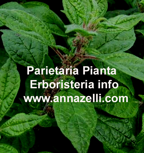 PARIETARIA, PIANTA, ERBORISTERIA