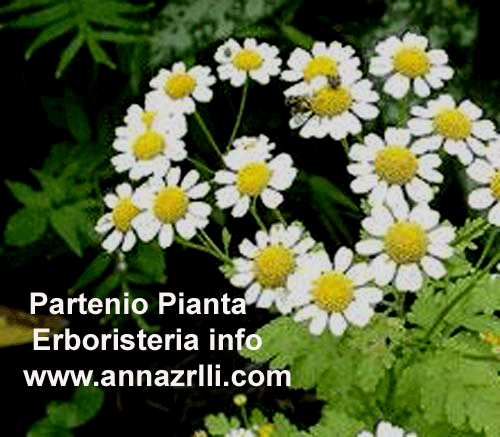 PARTENIO, PIANTA, ERBORISTERIA