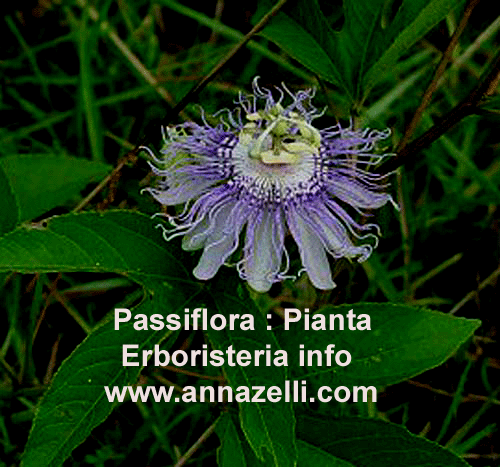 PASSIFLORA, PIANTA, ERBORISTERIA
