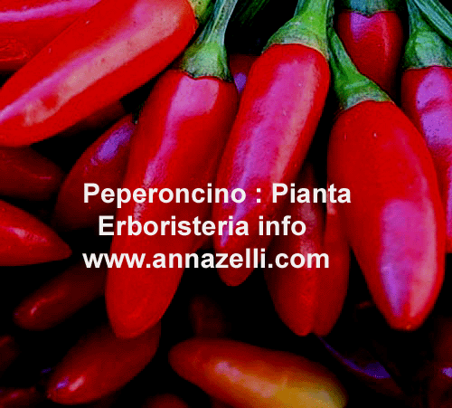 PEPERONCINO, PIANTA, ERBORISTERIA