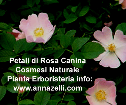 PETALI ROSA CANINA,COSMESI NATURALE, PIANTE, ERBORISTERIA