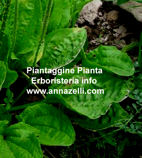 PIANTAGGINE,PLANTAGO MAJOR,PLAMTAGO MINOR, PIANTE,ERBORISTERIA