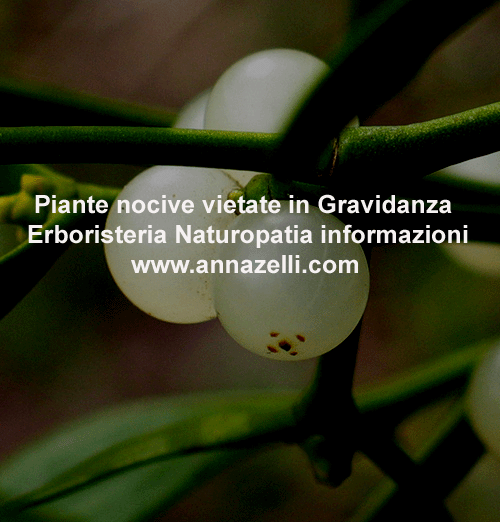 PIANTE ERBE NOCIVE IN GRAVIDANZA VIETATE, ERBORISTERIA, NATUROPATIA