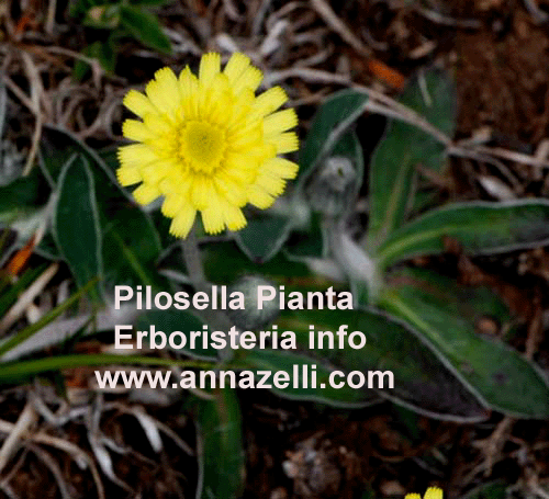 PILOSELLA, PIANTA, ERBORISTERIA