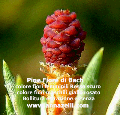 COLORE FIORI PINE FIORE DI BACH