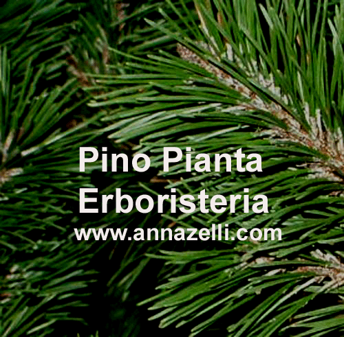 PINO, PIANTA, ERBORISTERIA