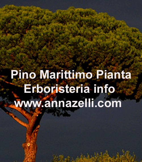 PINO MARITTIMO, PIANTA, ERBORISTERIA