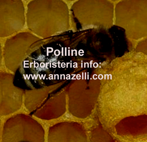 POLLINE, PIANTA, ERBORISTERIA