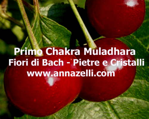 PRIMO CHAKRA FIORI DI BACH PIETRE CRISTALLI, ERBORISTERIA, NATUROPATIA